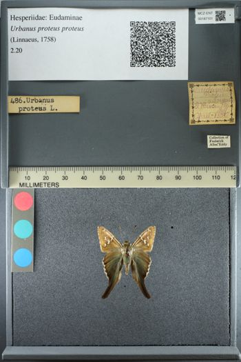 Media type: image;   Entomology 187101